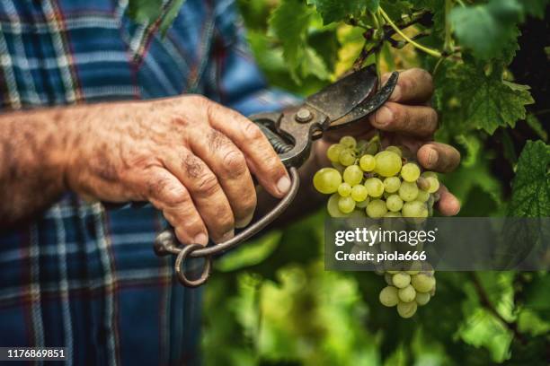 grapes harvesting and picking up in italy - grape stock pictures, royalty-free photos & images