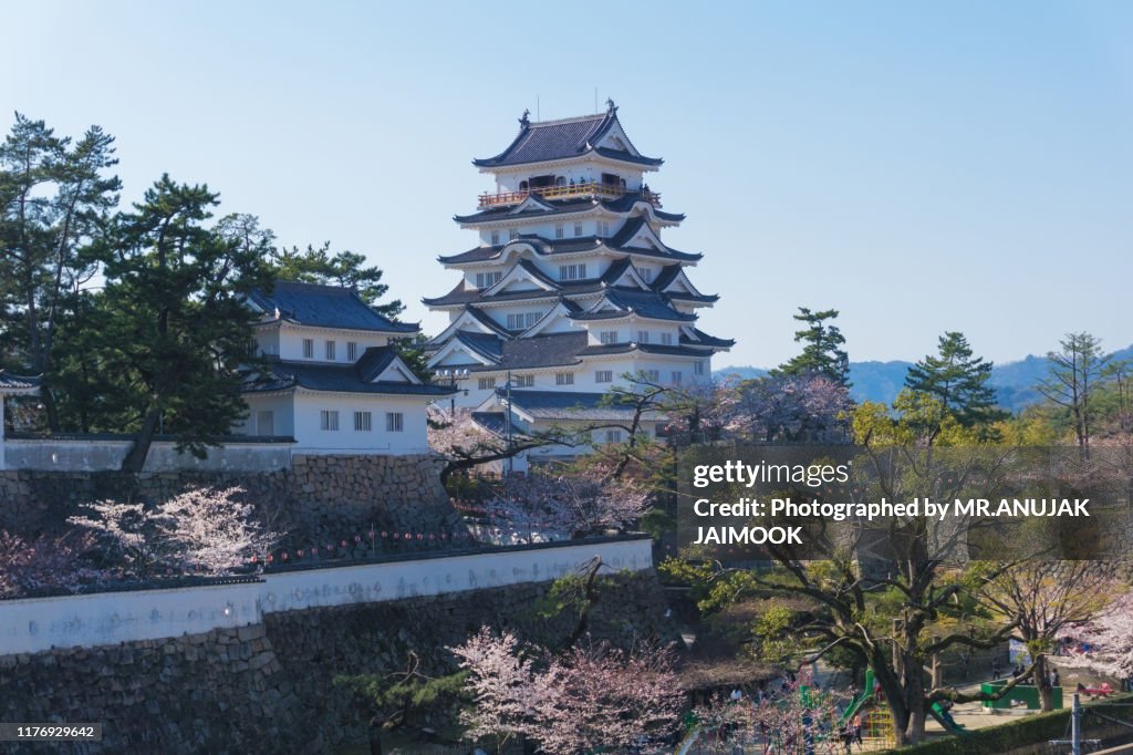 Fukuyama castle with sakura blooming season