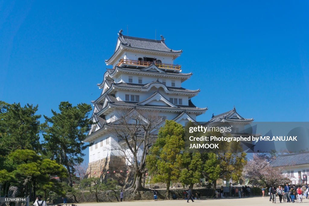 Fukuyama castle with sakura blooming season