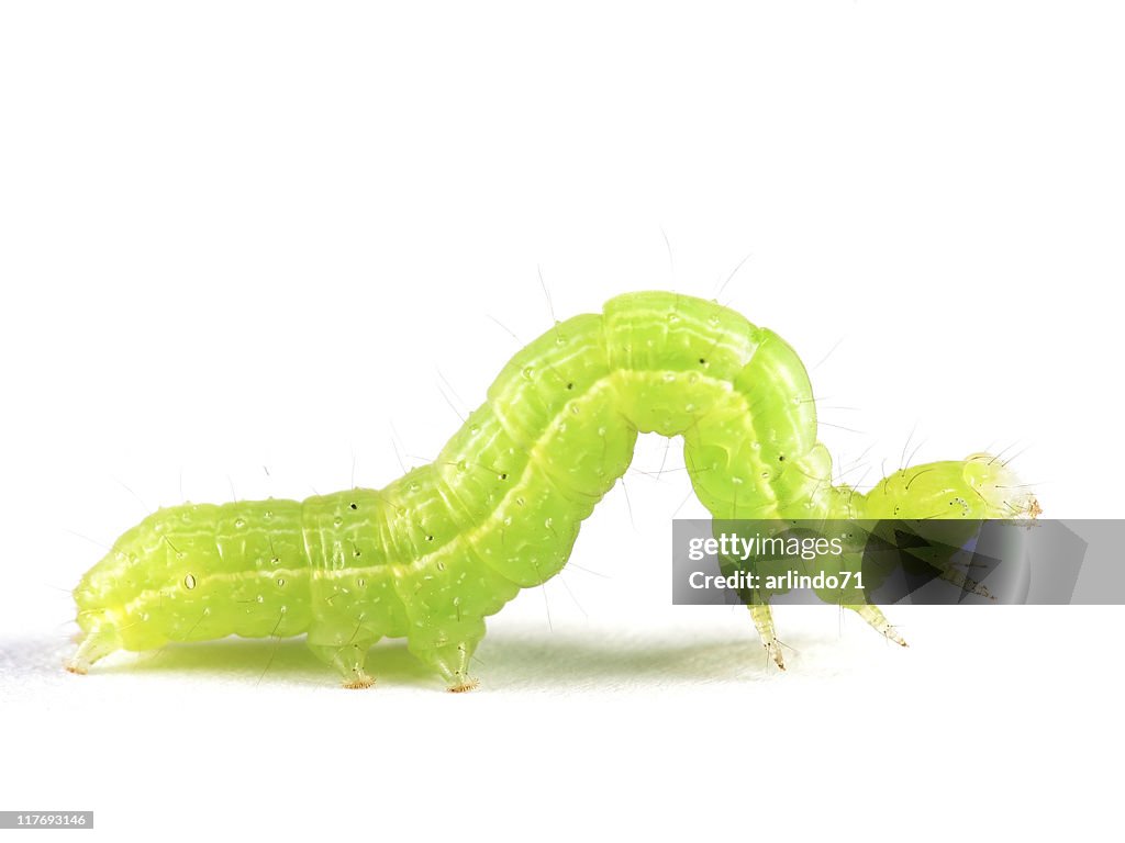 Isolado Larva de Geometridae