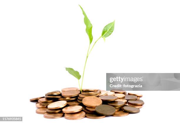 young plant growth through a stack of coins - money tree stock pictures, royalty-free photos & images