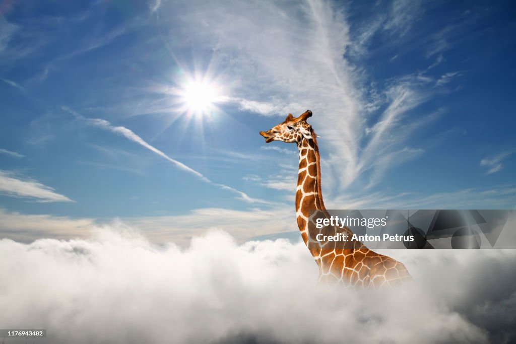 Surreal scene with huge giraffe through the clouds. Aerial view, abstract conceptual image.