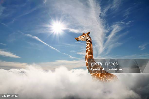 surreal scene with huge giraffe through the clouds. aerial view, abstract conceptual image. - giraffe stock pictures, royalty-free photos & images