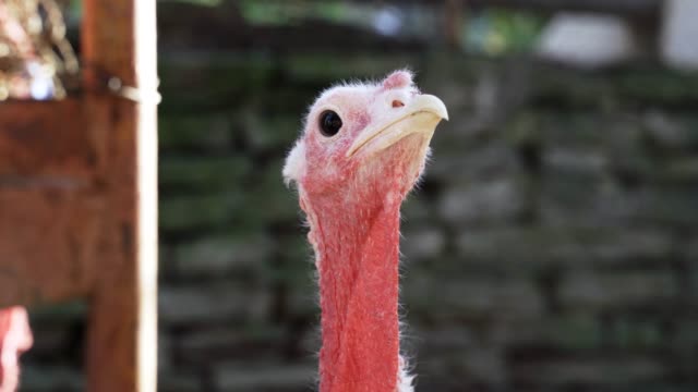 269 Wild Turkey Bird Videos and HD Footage - Getty Images