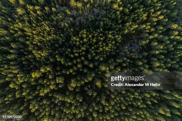 forest from above - finland forest stock pictures, royalty-free photos & images