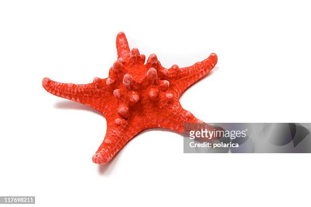 a red starfish on a white isolated background - invertebrate stock pictures, royalty-free photos & images