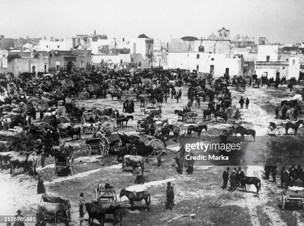 Italy. Puglia. Salento. Casarano. Cattle fair. 1910-1920.