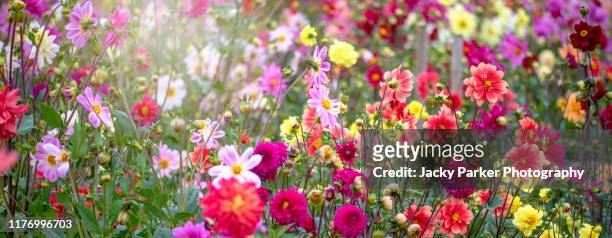 a field of beautiful summer flowering, vibrant coloured, dahlia flowers in soft sunshine - flowers garden foto e immagini stock
