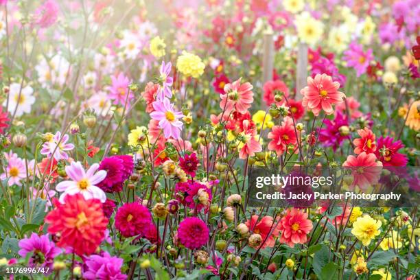 a field of beautiful summer flowering, vibrant coloured, dahlia flowers in soft sunshine - dahlia stock pictures, royalty-free photos & images