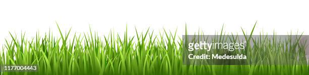 grass vector seamless - grass stock illustrations