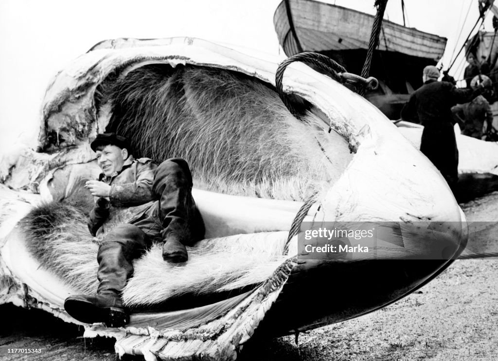 Soviet harpooner. whaling. 1965