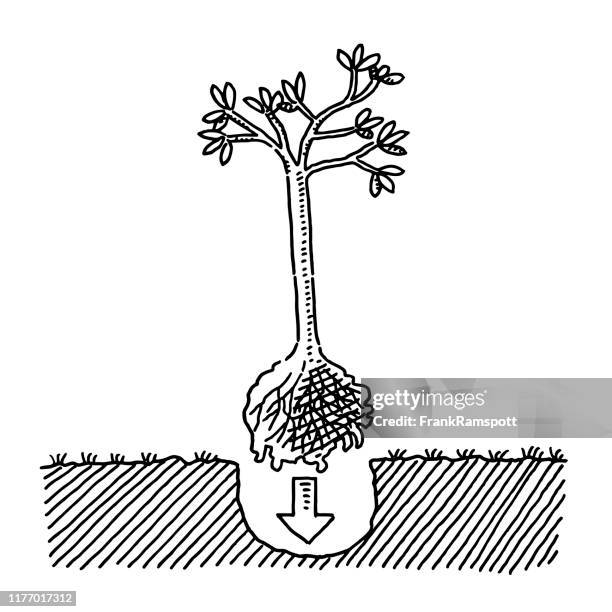 stockillustraties, clipart, cartoons en iconen met planten van een boom tekening - nationale boomfeestdag