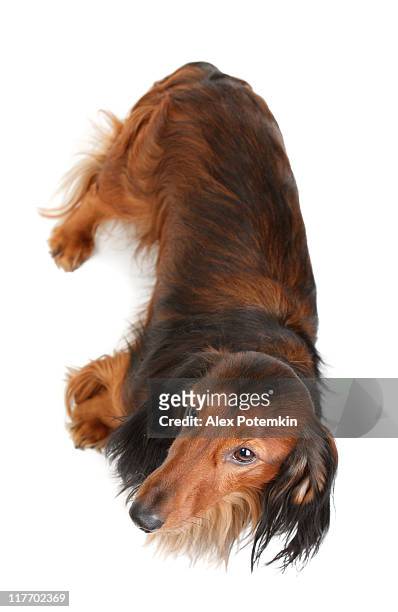 tejón perro de pelo largo - long haired dachshund fotografías e imágenes de stock