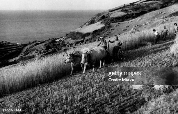 Cultivated fields. Province of pesaro. Marche. Italy 1955.