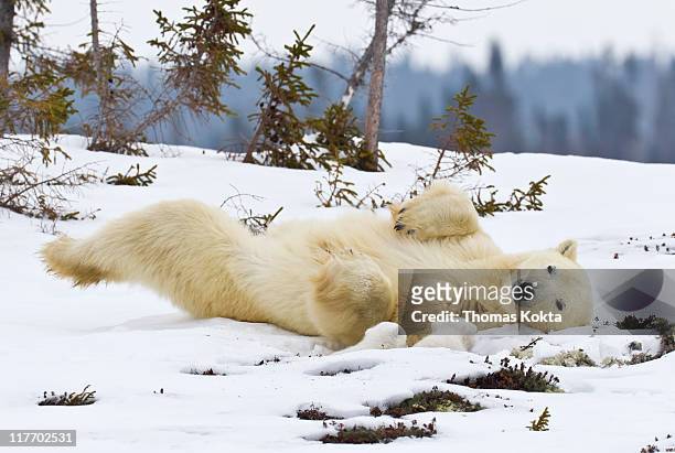 mother polar bear and cubs (ursus maritimus) - rolling stockfoto's en -beelden