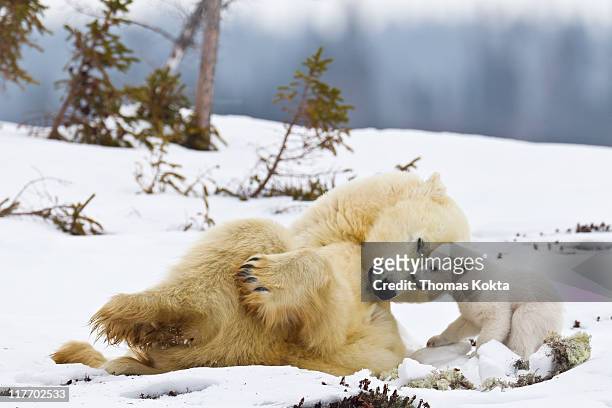 mother polar bear and cub (ursus maritimus) - jungtier stock-fotos und bilder