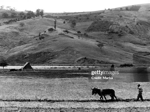 Work in the fields near Campobasso. 1959.