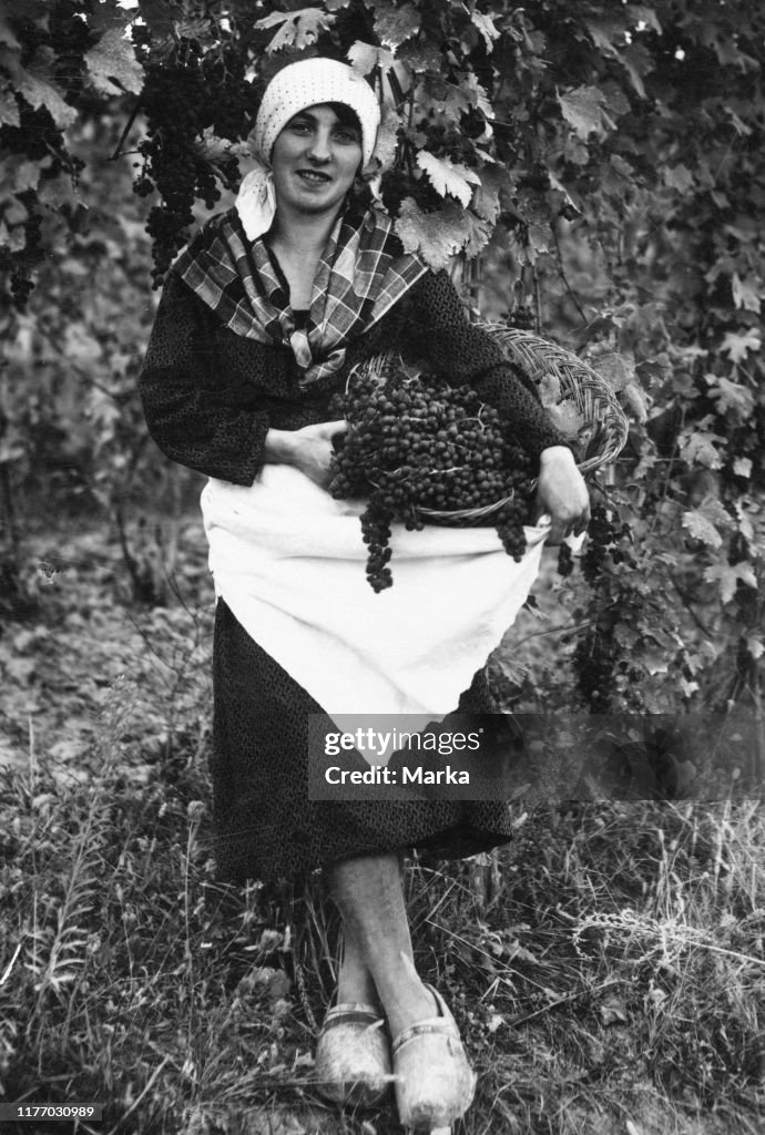 Italy. monferrato. grape harvest. 1930-40