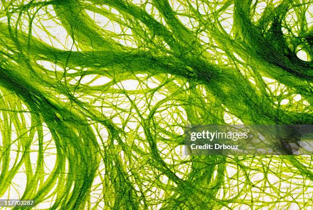 abstract backgronud - algae stock pictures, royalty-free photos & images
