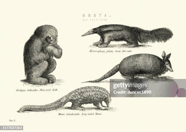 ilustraciones, imágenes clip art, dibujos animados e iconos de stock de animales, xenarthra (edentata), perezoso, comehormigas, pangolin, armadillo - oso hormiguero gigante