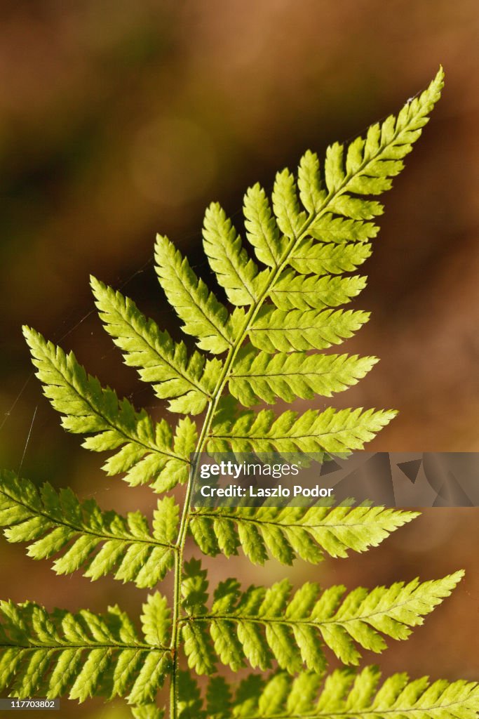 Hay scented Fern
