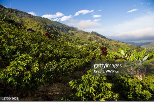 Fields of cofee in a coffee farm in Caldas.