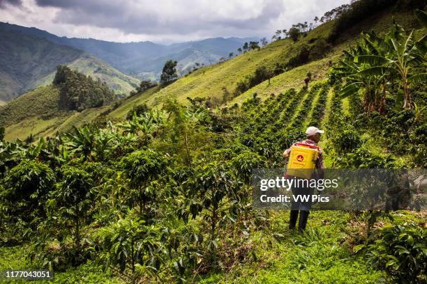 Fields of cofee in a coffee farm in Caldas.