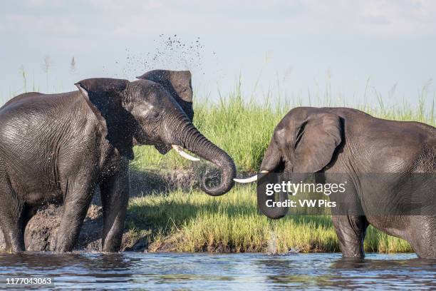 Two elephants engage in play together in the Chobe River. Chobe National Park - Botswana.