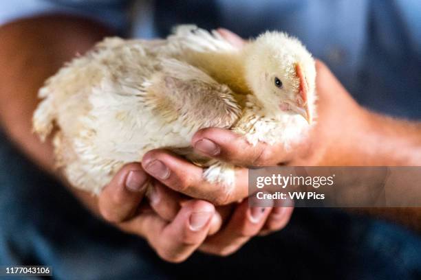 Farmer holds a young chick while in a chicken coup located on a farm on Maryland's Eastern Shore.