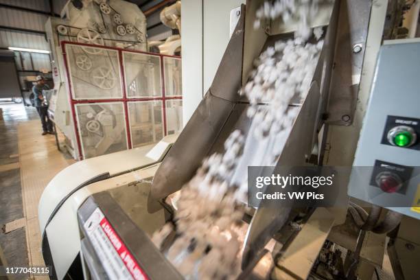 Processed cotton coming down shoot after being separated out by Micro Cotton Gin, Tifton, Georgia.