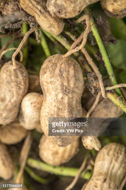 Close up on single peanut still attached to the root and ready for harvest, Tifton, Georgia.