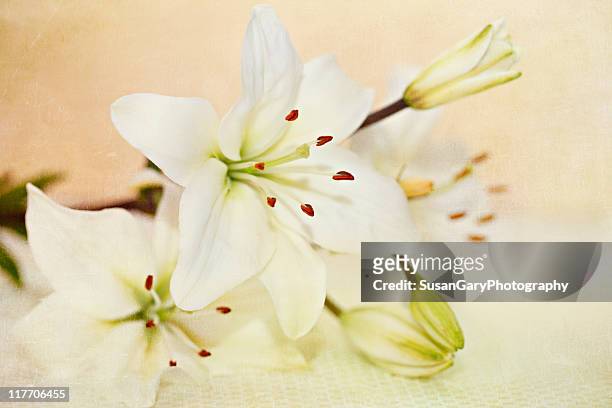 warmth of lily white lilies - lelie stockfoto's en -beelden