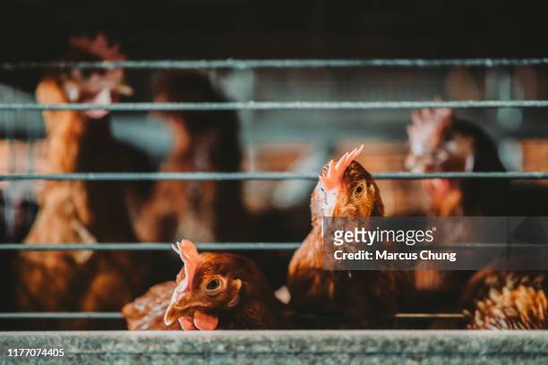 dagligt liv av kycklingar i buren - fjäderfä bildbanksfoton och bilder