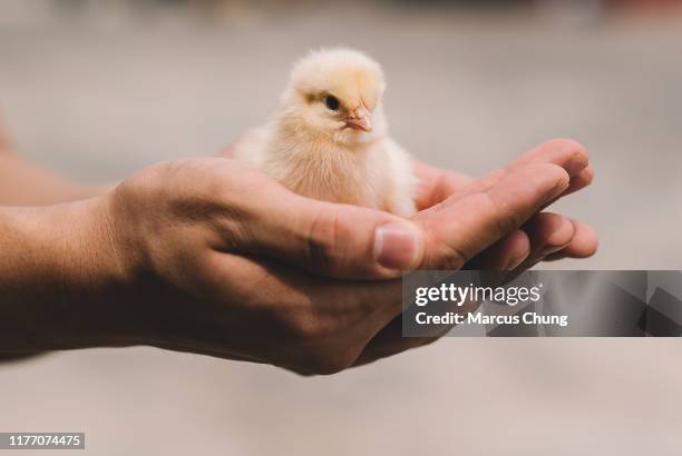 close up of small cute newborn chick on human hand - baby chicken stock pictures, royalty-free photos & images