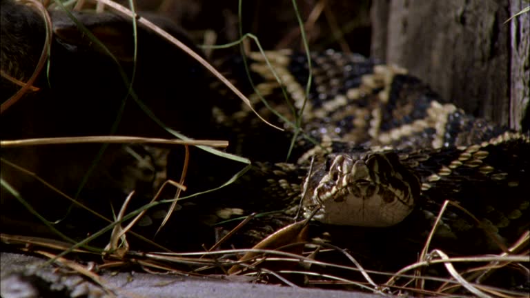 Rabbit Rattlesnake 39 Rattlesnake Strike Stock Videos, Footage, & 4K Video Clips - Getty ...