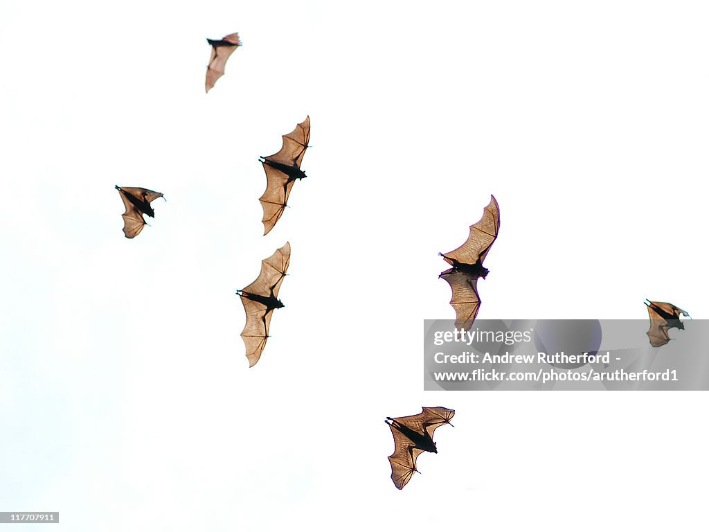 Flying foxes