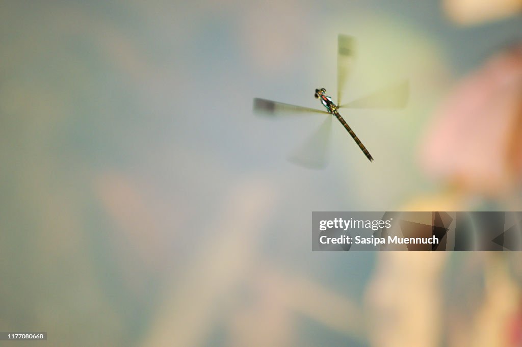 A Colorful dragonfly flying above the pond