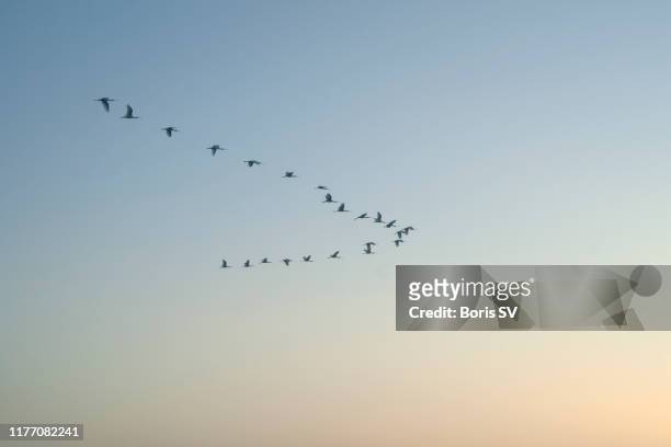 flock of spoonbills migrating above the sunrise in arcachon bay, france - birds flying - fotografias e filmes do acervo