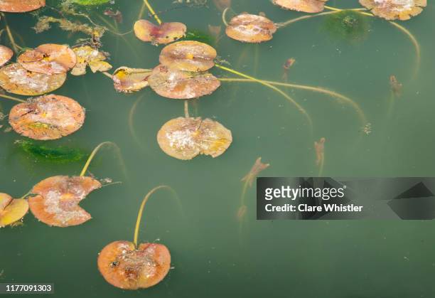 still - decaying water lily leaves on eerie cloudy pond surface - wasserlinse stock-fotos und bilder