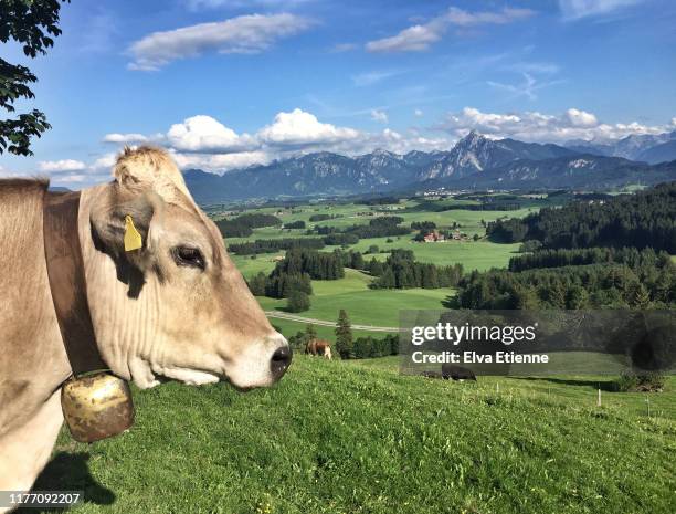 brown cattle in a green pasture with a view across a valley to the ammer mountains on the edge of the bavarian alps - kuhglocke stock-fotos und bilder