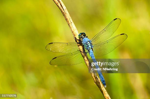 eastern pondhawk, erythemis simplicicollis, libelle - odonata stock-fotos und bilder