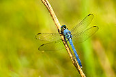 Eastern pondhawk, Erythemis simplicicollis, dragonfly