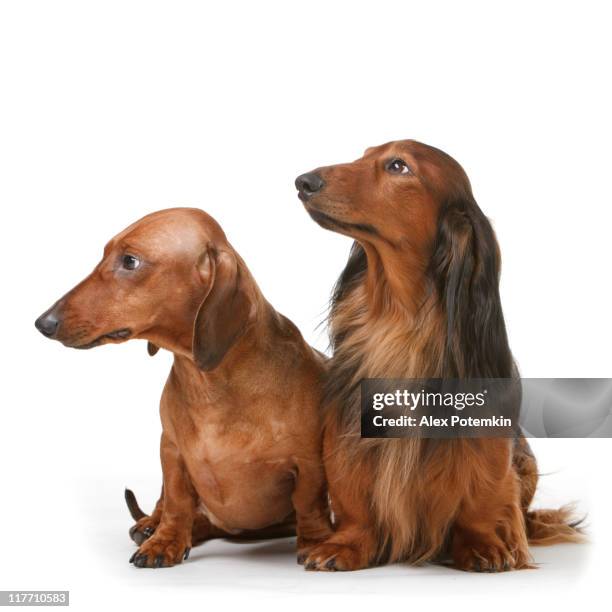 two dachshunds, one long haired and another short haired. - short brown hair stock pictures, royalty-free photos & images