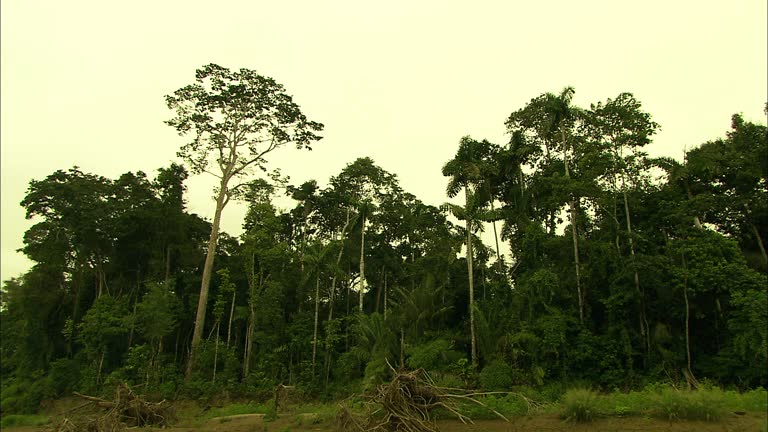 Amazon Tree Fall Amazon Rainforest Logging Videos and HD Footage - Getty Images