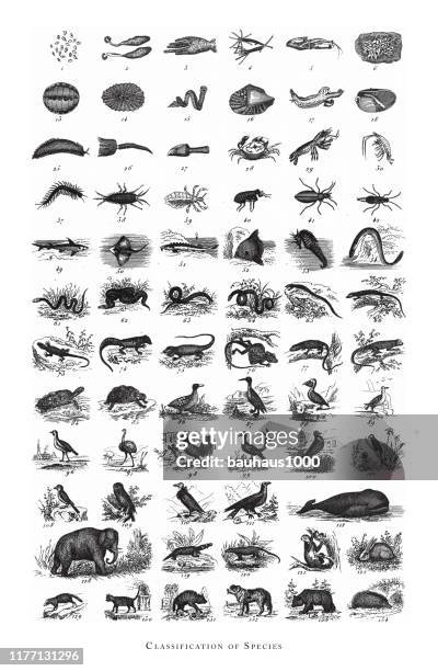 stockillustraties, clipart, cartoons en iconen met soorten, indeling van diersoorten gravure van antieke illustratie, gepubliceerd 1851 - sea urchin