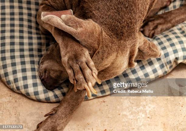 weimaraner dog lying hiding his eyes - male feet on face stock pictures, royalty-free photos & images