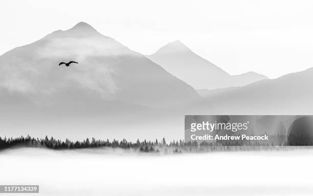 paesaggio del glacier bay national park in bianco e nero - high key foto e immagini stock