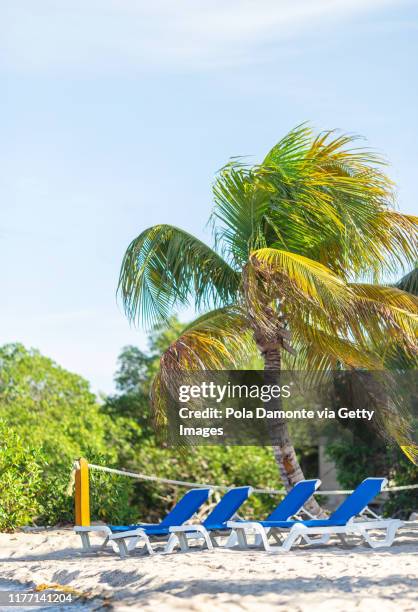 idyllic white sand beach in the caribbean sea in a sunny day, belize. - harvest caye stock pictures, royalty-free photos & images