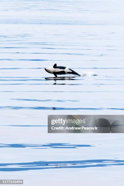 killer whale (orcinus orca) breaching in chatham strait, southeast alaska - inside passage stock pictures, royalty-free photos & images