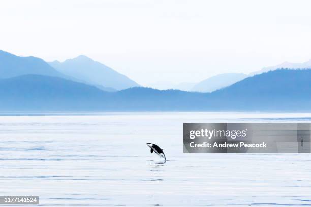 在阿拉斯加東南部的查塔姆海峽，虎鯨（奧西努斯猩猩鯨）入侵 - killer whale 個照片及圖片檔